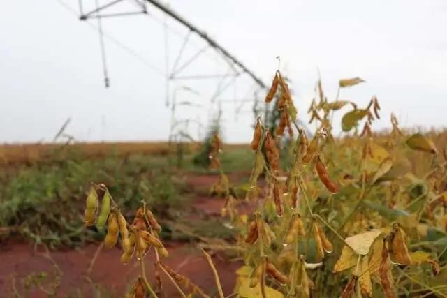 CNJ endurece regras para recuperação judicial no agro após alta de 118% em MS