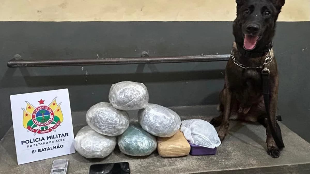Operação Faro Fino: Cadela policial localiza entorpecentes em geladeira no Acre