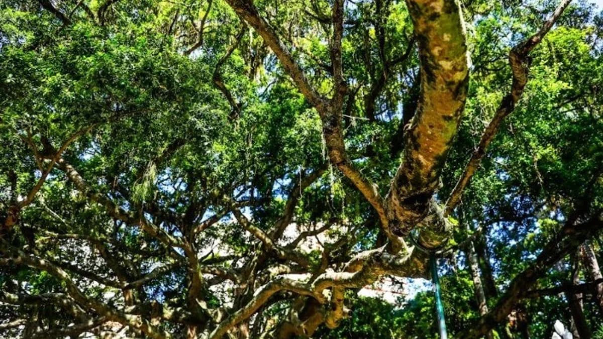 Centenária árvore de Florianópolis citada no hino do município não é originária do Brasil, diz pesquisa