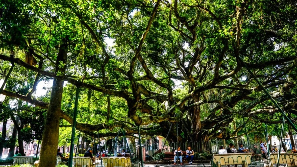 Centenária árvore de Florianópolis citada no hino do município não é originária do Brasil, diz pesquisa
