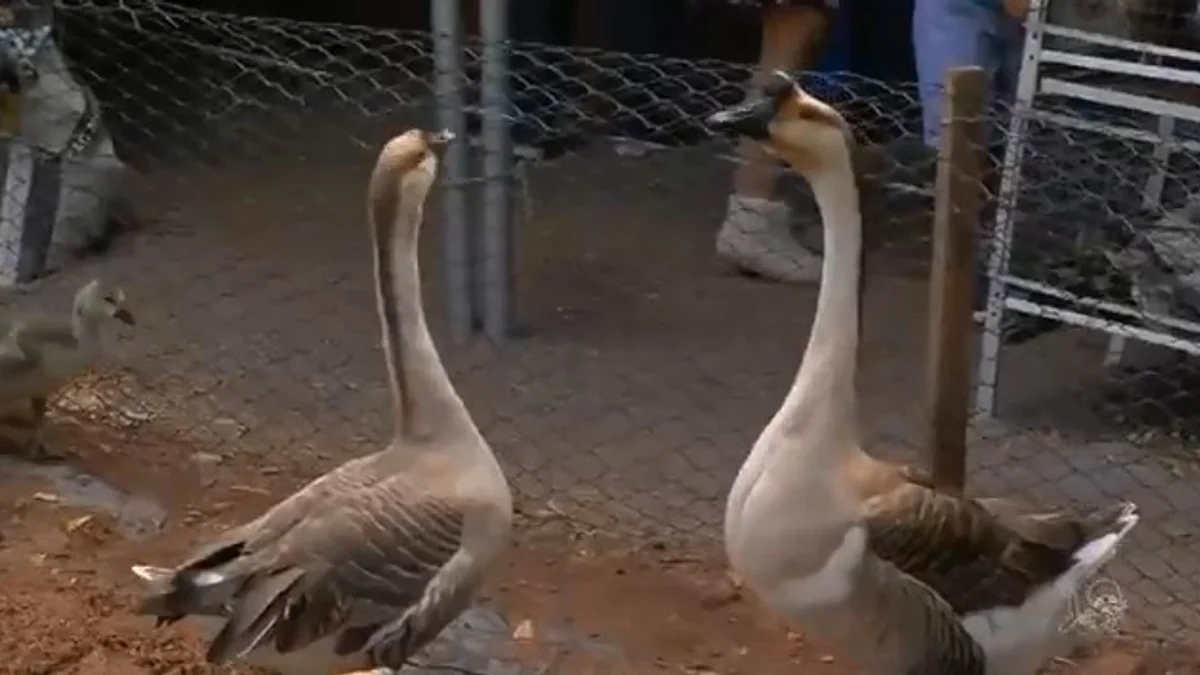 Feira de animais na Expocrato atrai curiosidade de visitantes